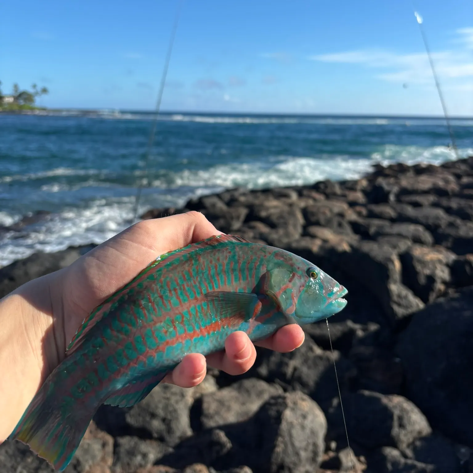 The most recent Christmas wrasse catches on Fishbrain