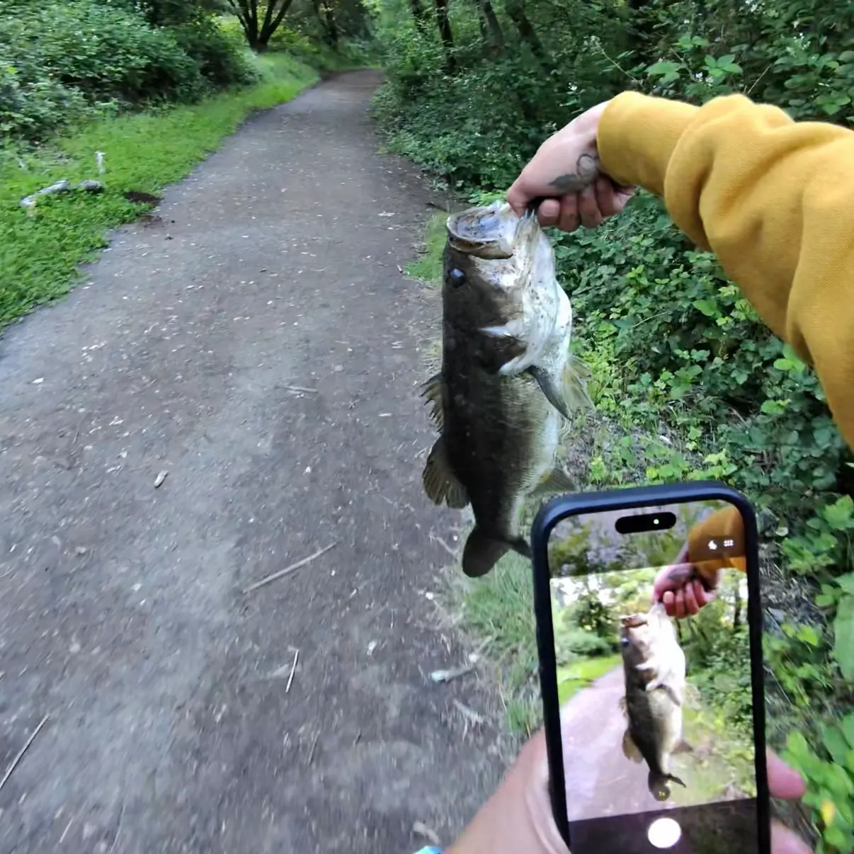 recently logged catches