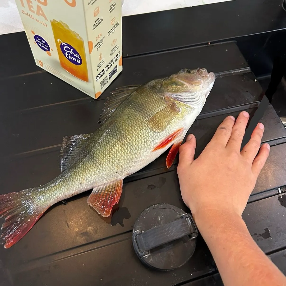 catch