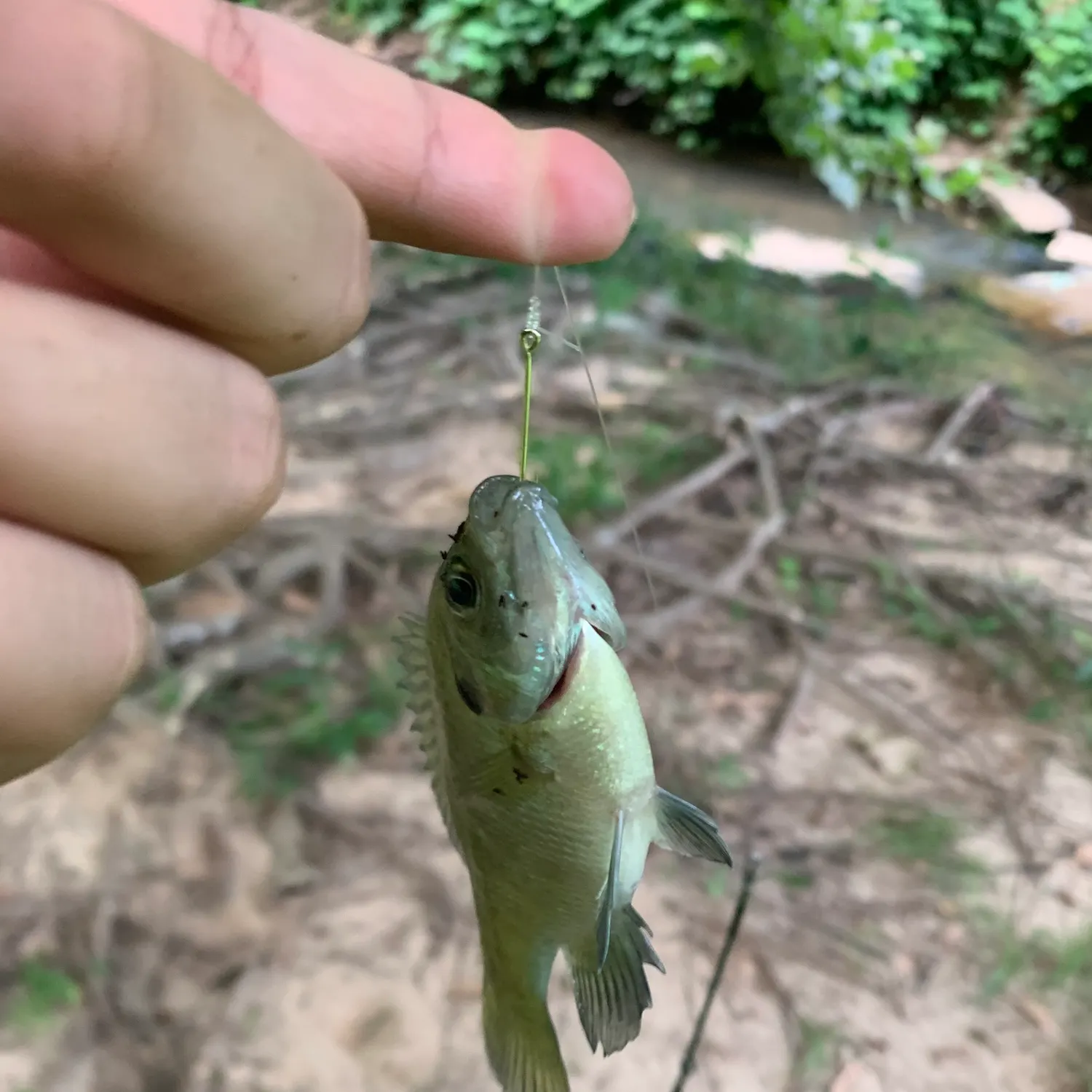 Bluegill caught on Fishbrain