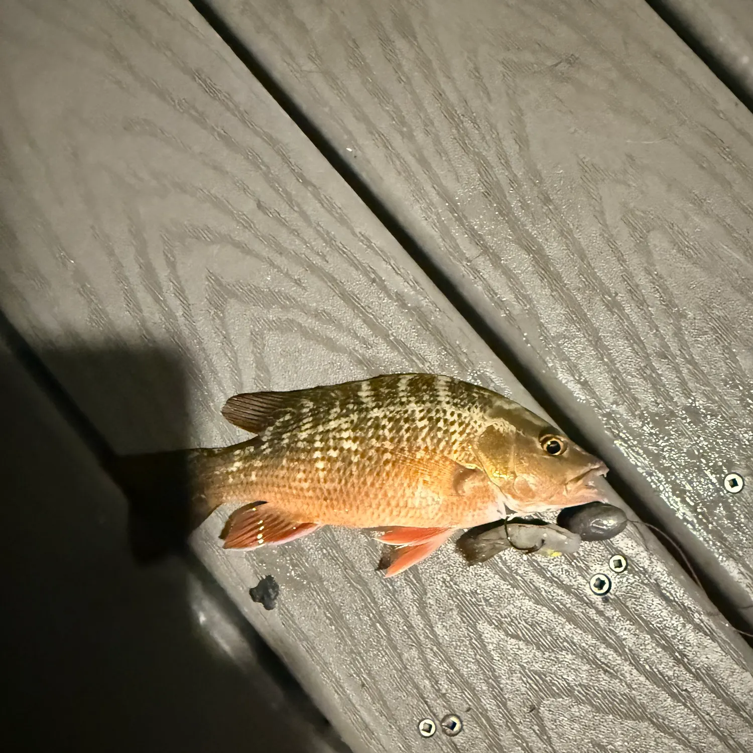 Mangrove snapper caught on Fishbrain