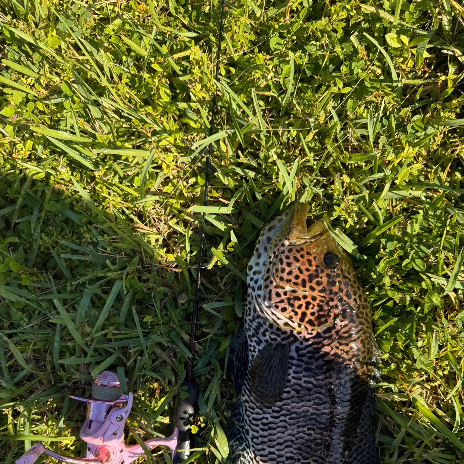 Jaguar cichlid caught on Fishbrain