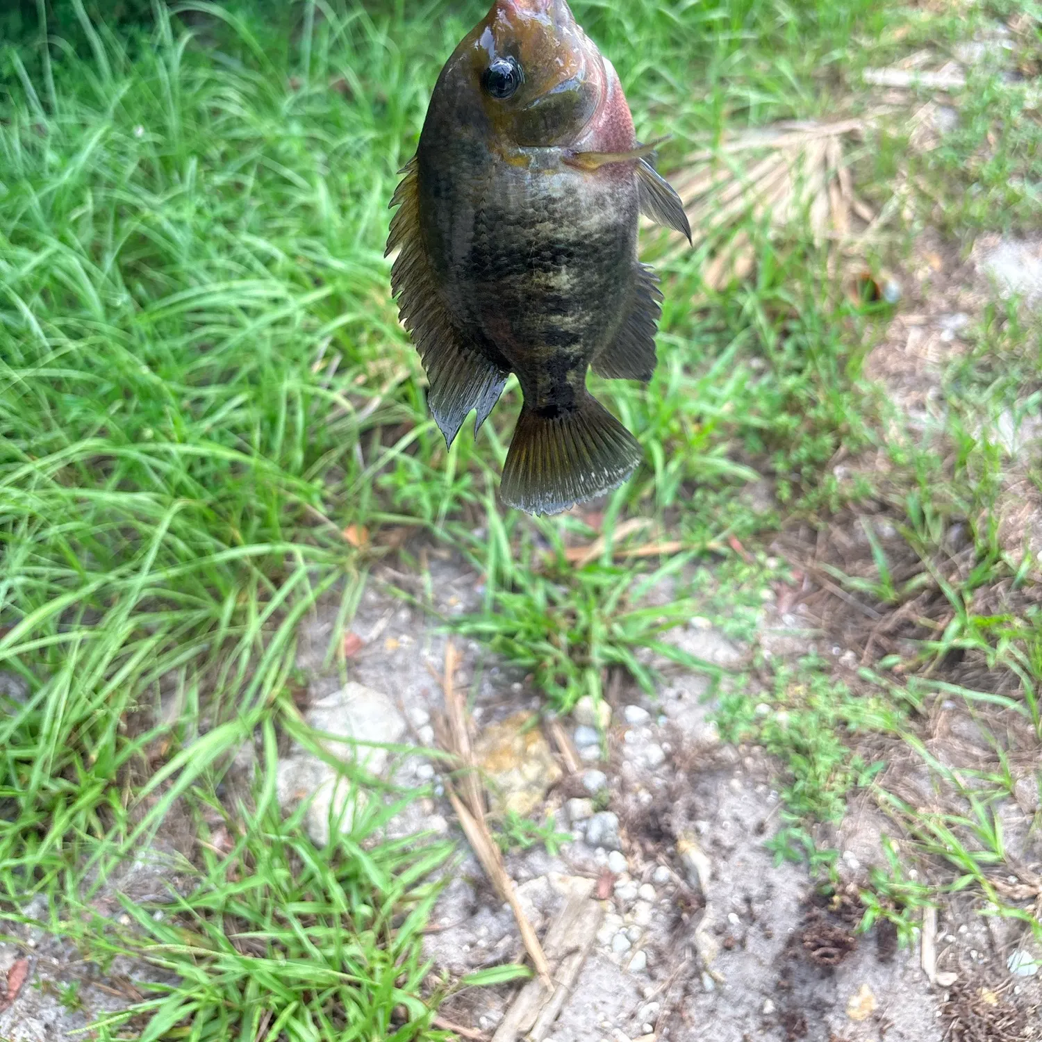 Spotted tilapia caught on Fishbrain