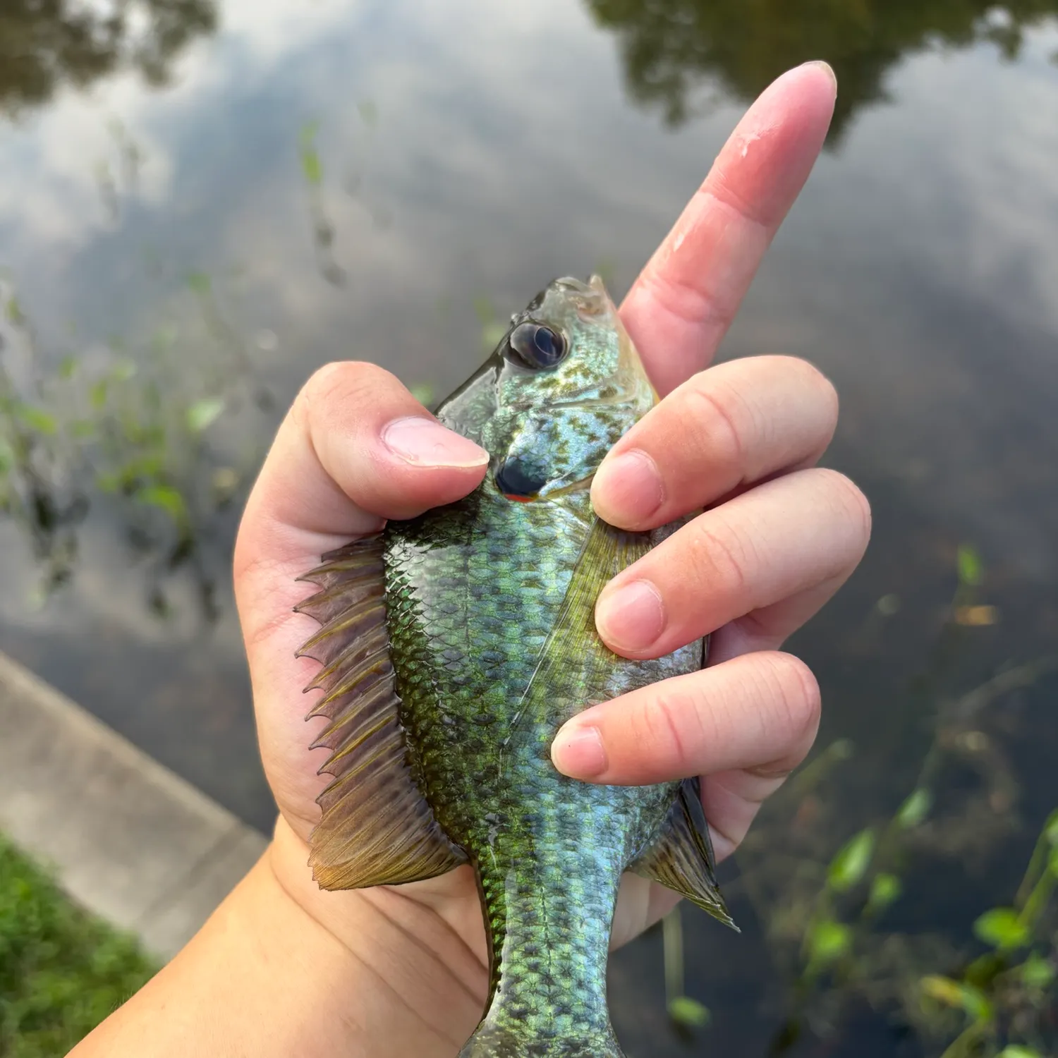 Redear sunfish caught on Fishbrain