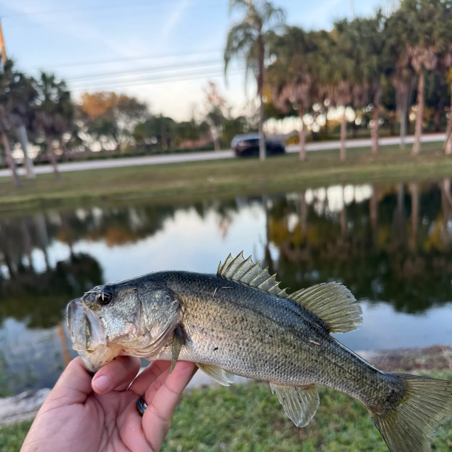 The most recent Largemouth bass catches on Fishbrain