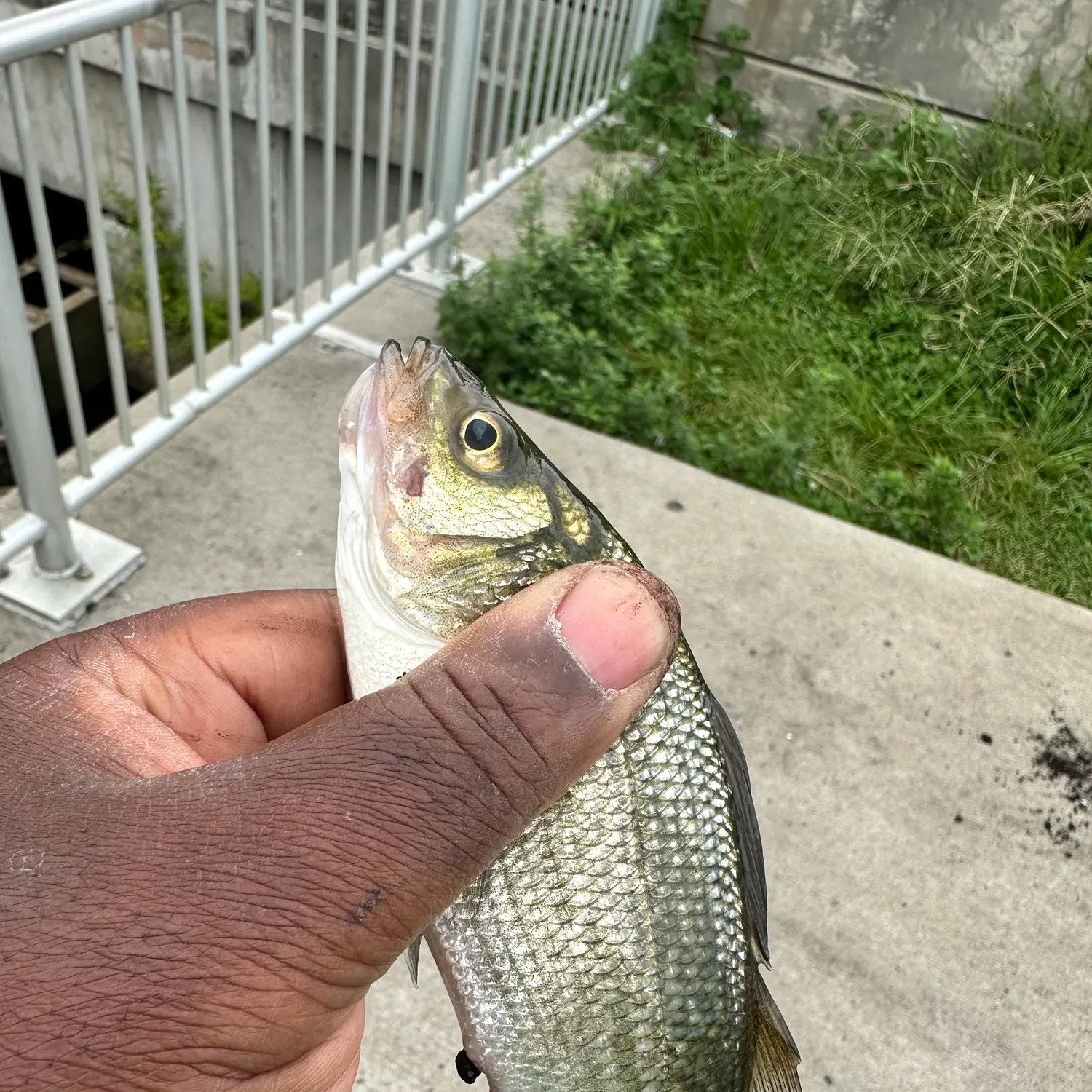 White perch caught on Fishbrain