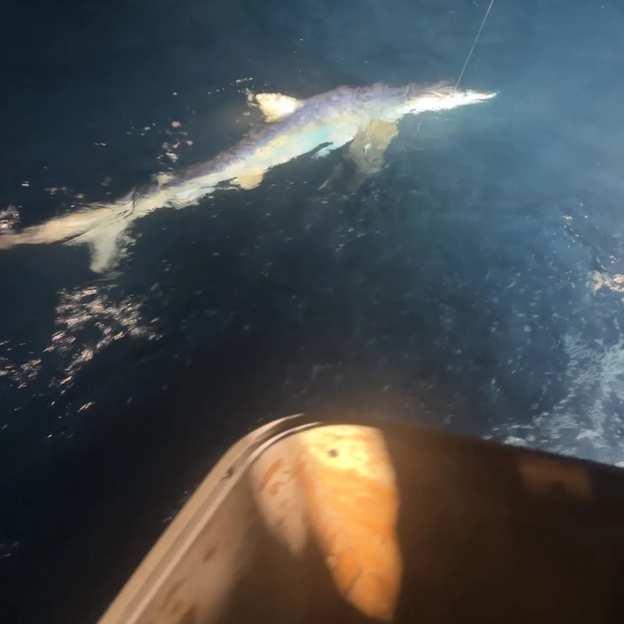 The most recent Shortfin mako shark catches on Fishbrain