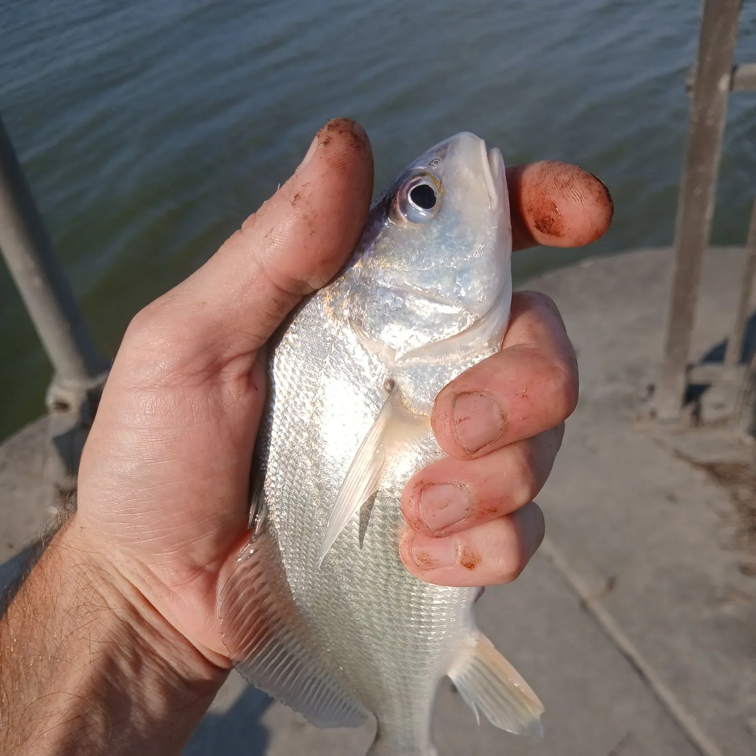 Freshwater drum caught on Fishbrain