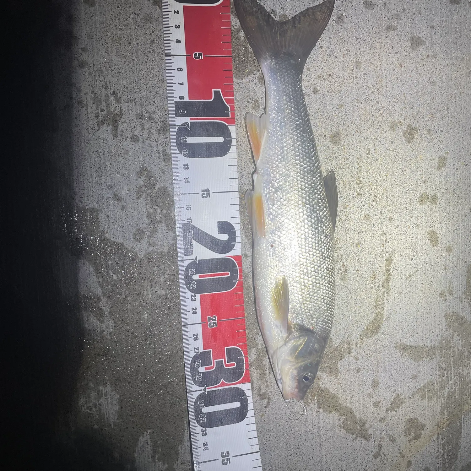 The most recent Big-scaled redfin catches on Fishbrain