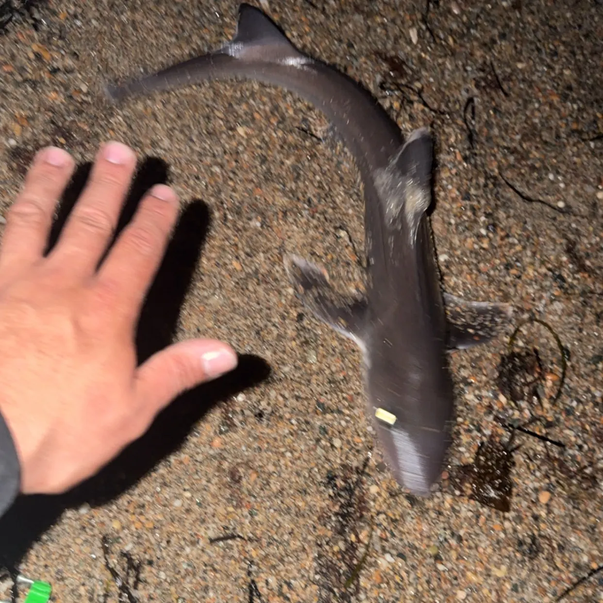 The most recent Blue shark catches on Fishbrain