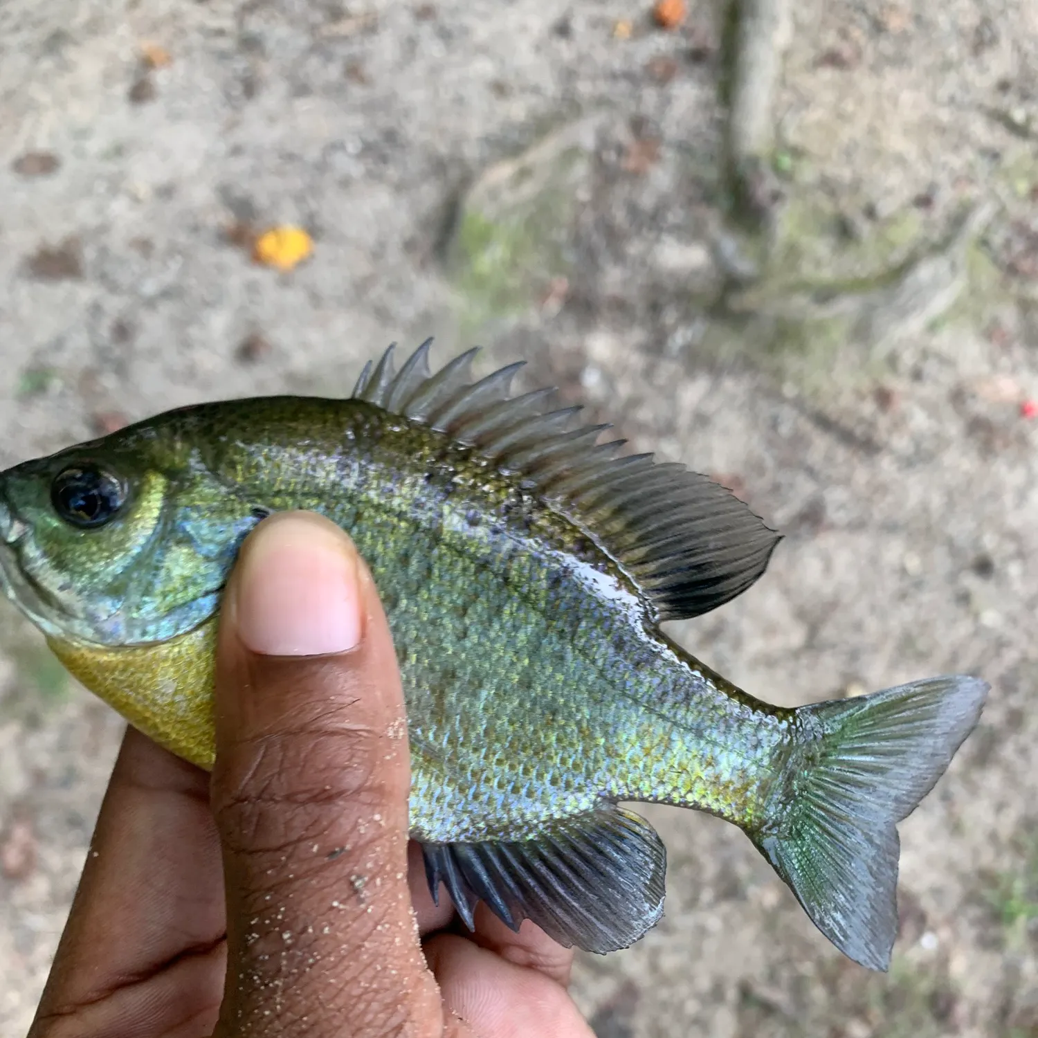Bluegill caught on Fishbrain