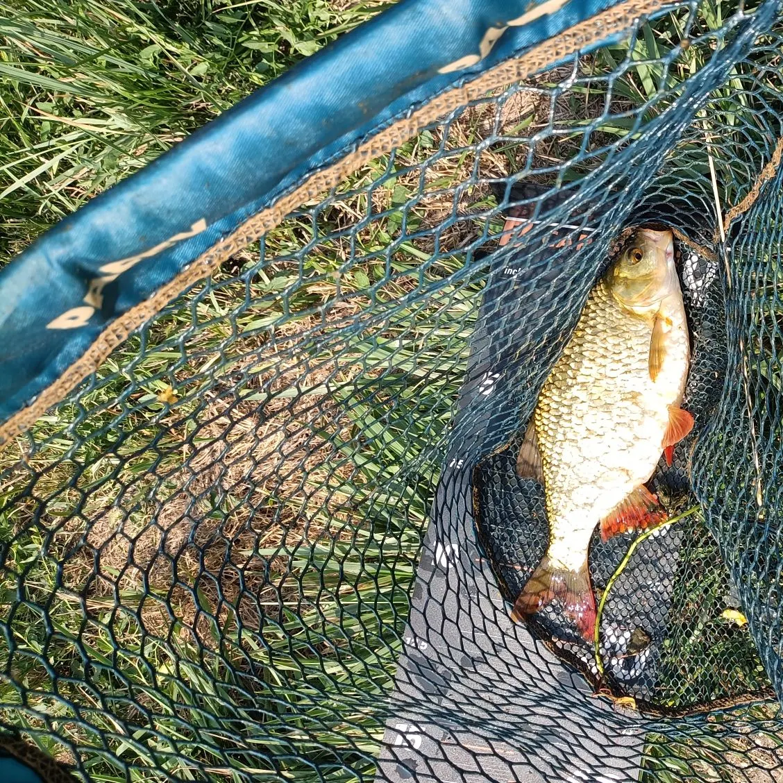Common rudd caught on Fishbrain