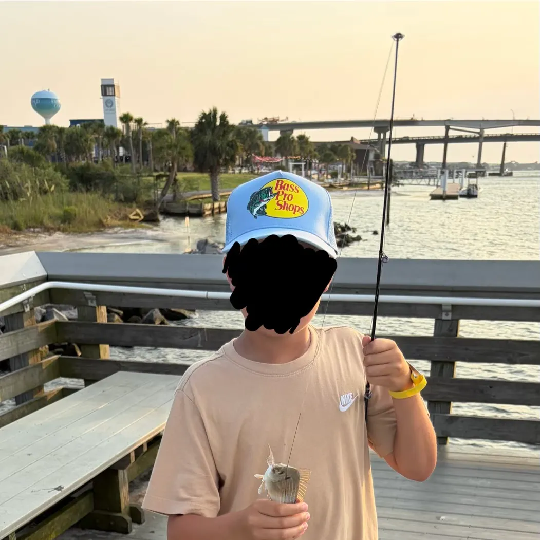 Pinfish caught on Fishbrain