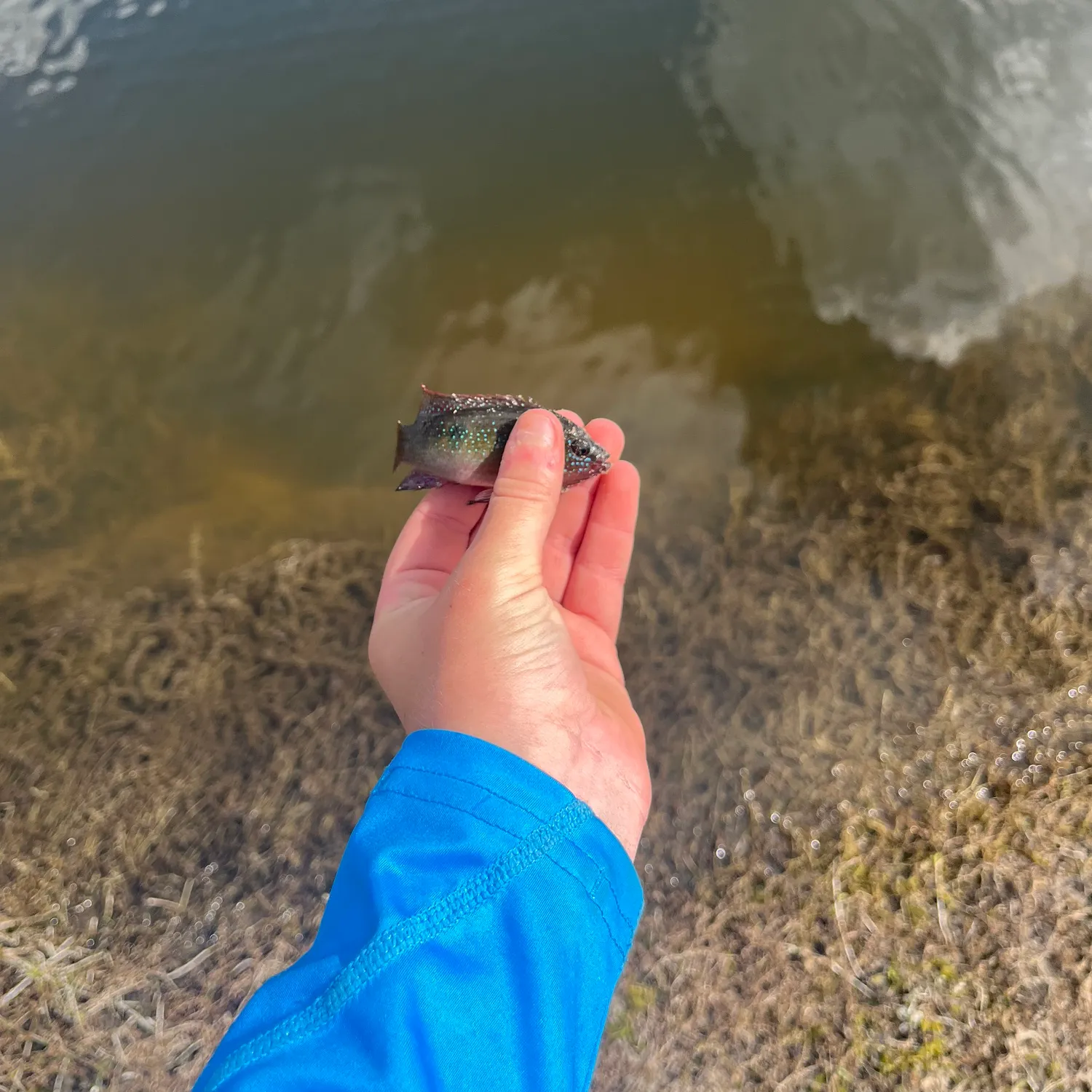 The most recent African Jewelfish catches on Fishbrain