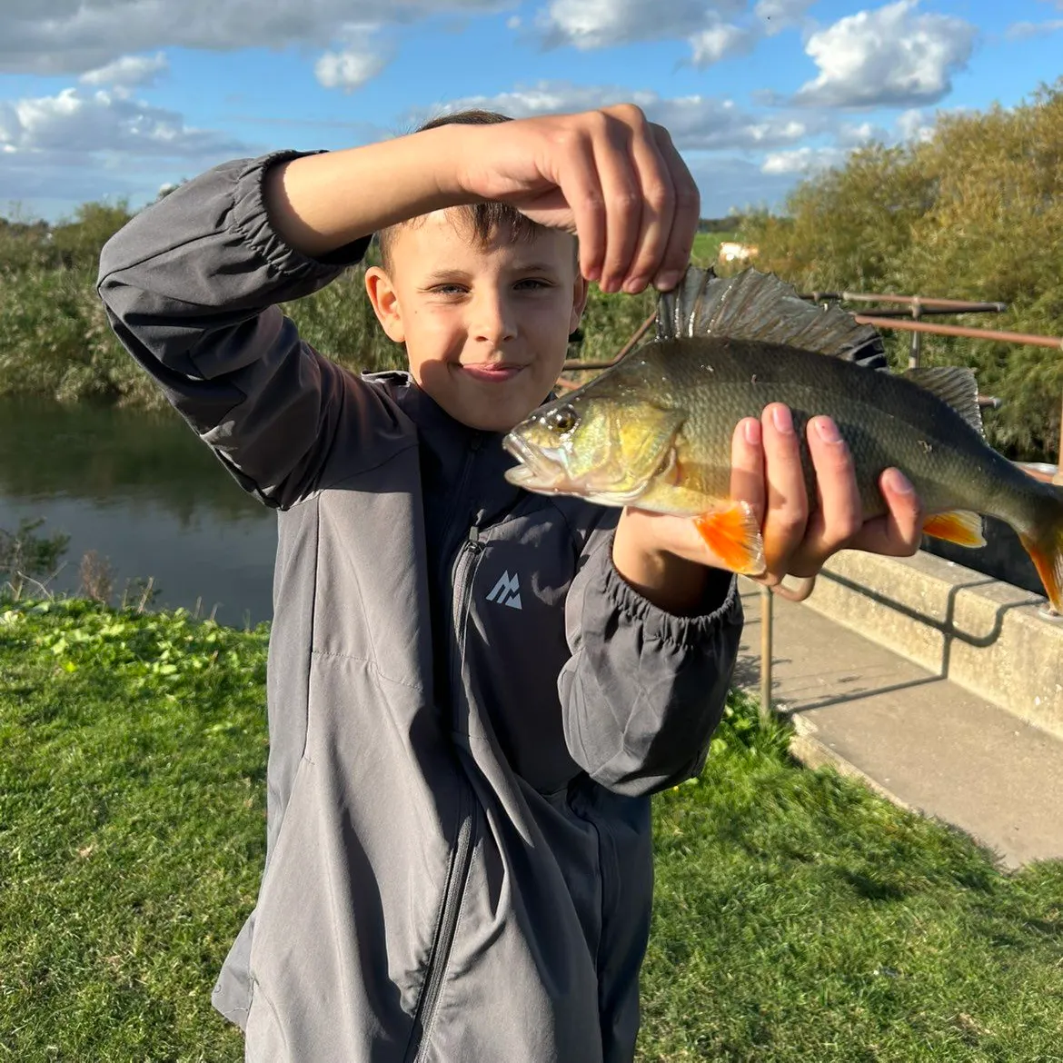 European perch caught on Fishbrain