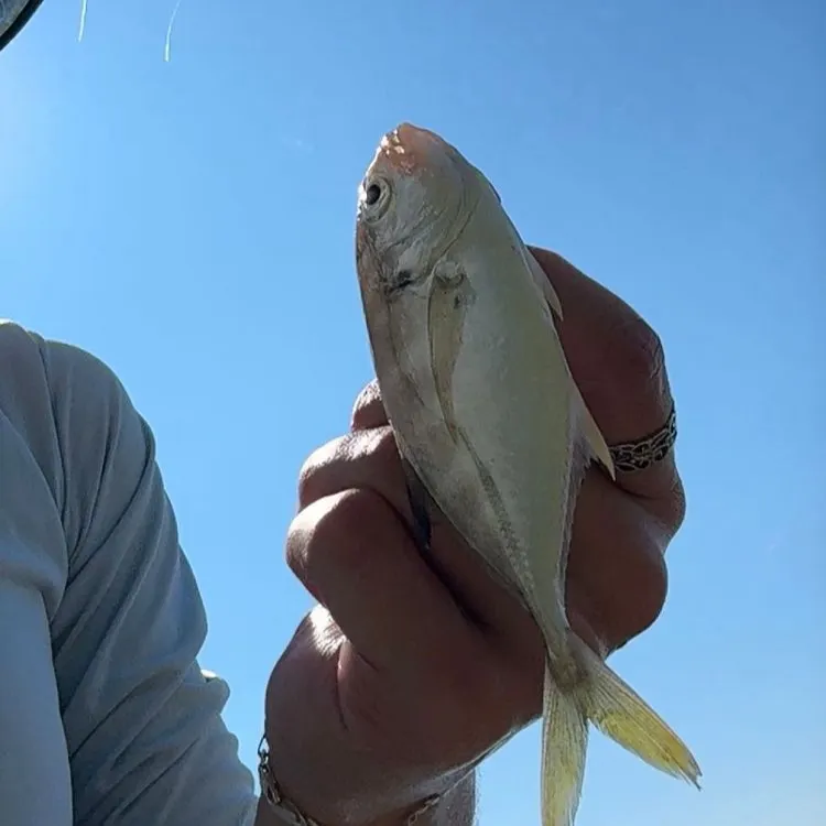 The most recent White croaker catches on Fishbrain