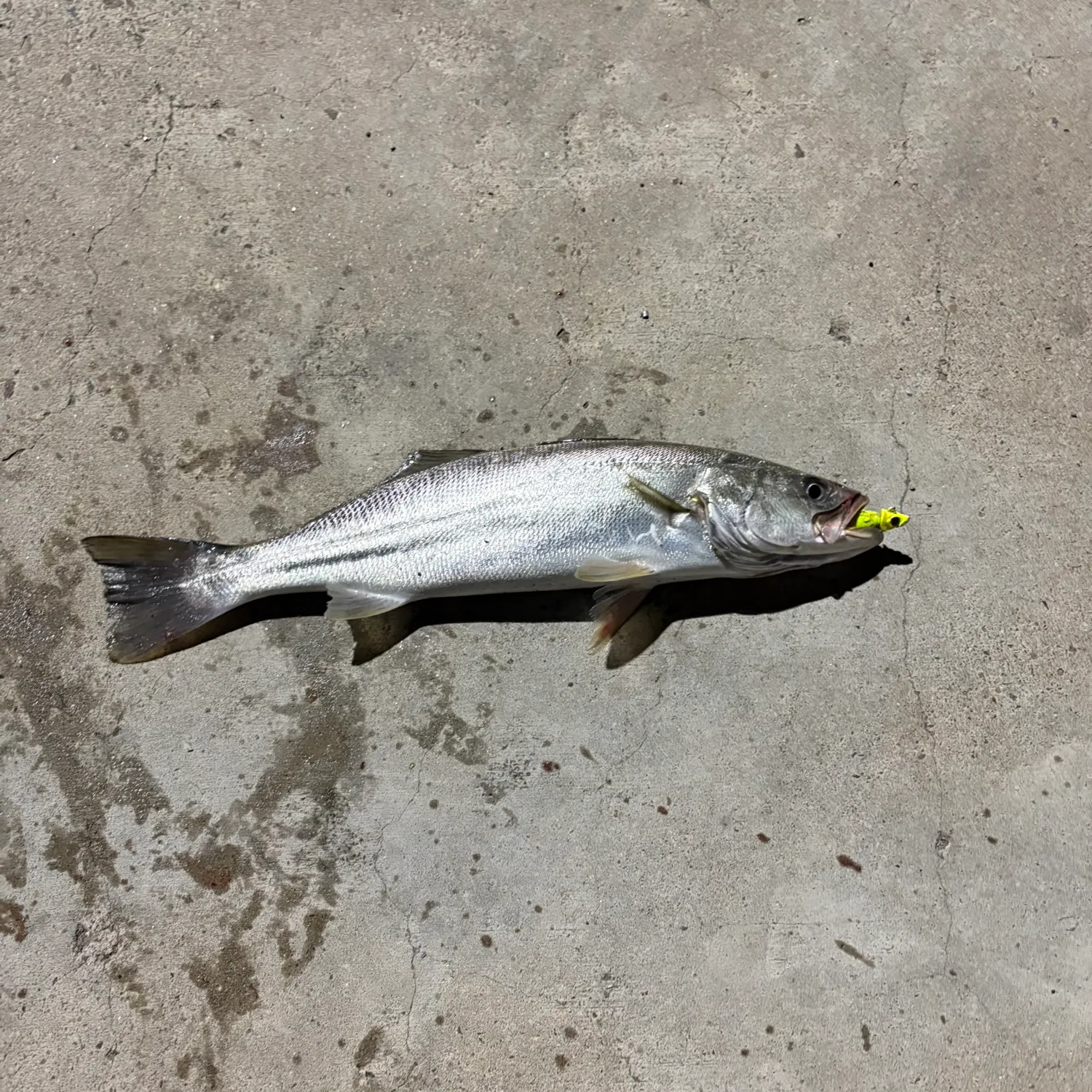 The most recent Shortfin corvina catches on Fishbrain