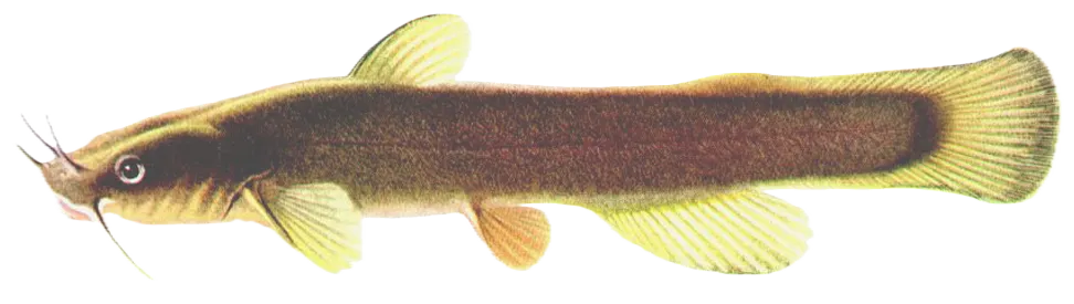 Margined madtom