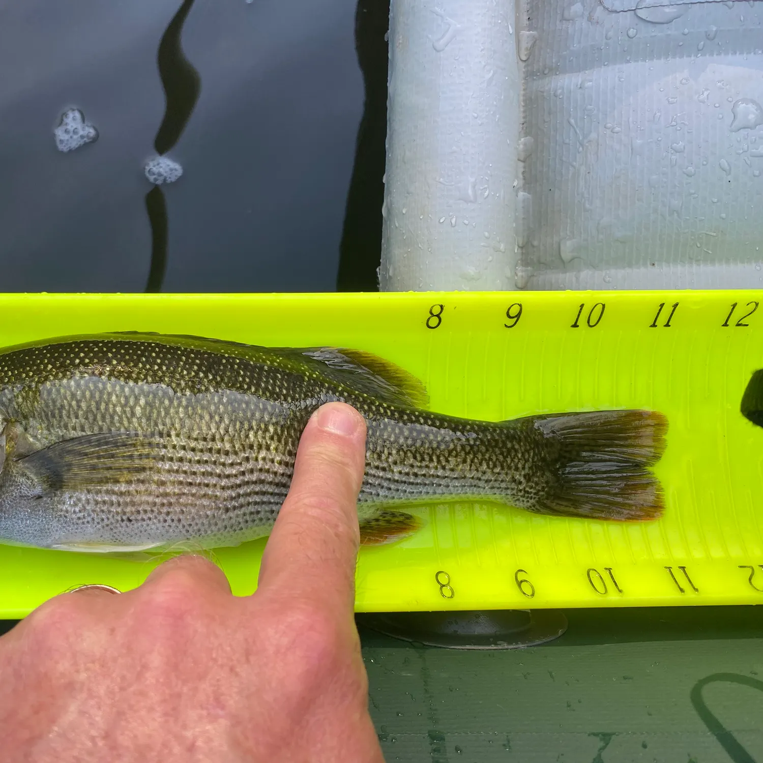 Chattahoochee bass caught on Fishbrain