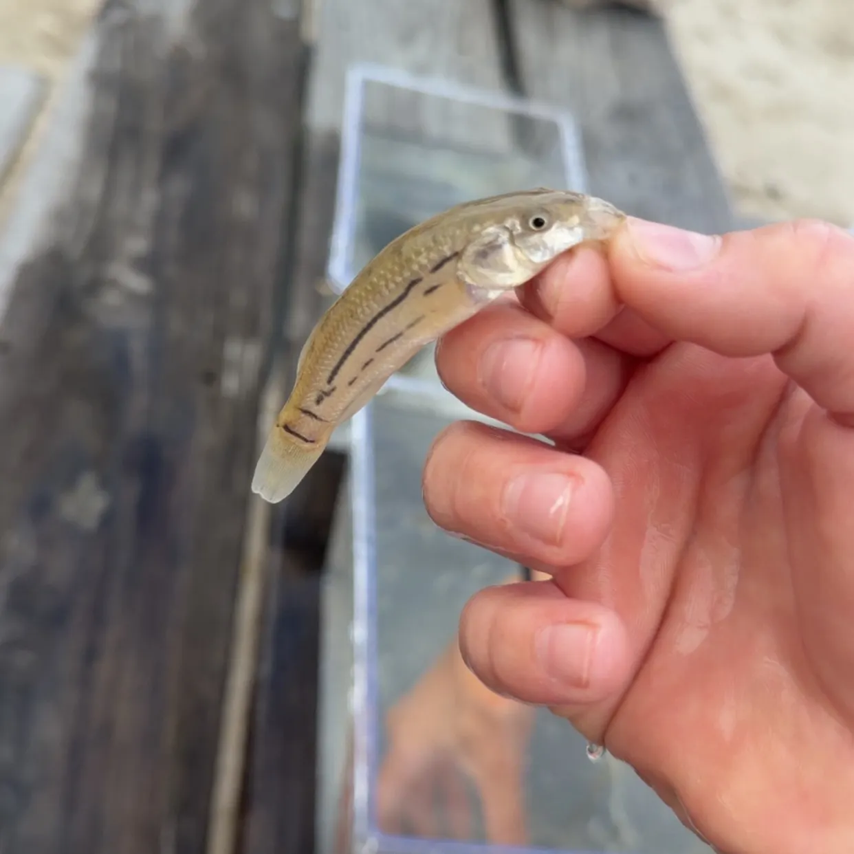 Striped bass caught on Fishbrain