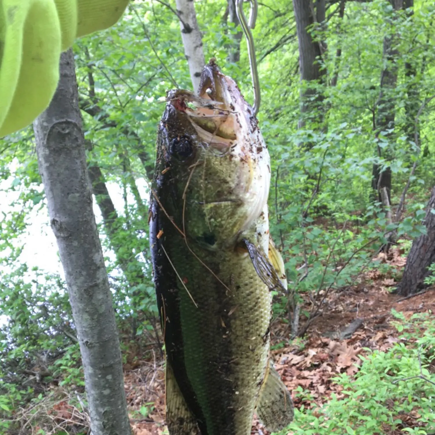 angler catch