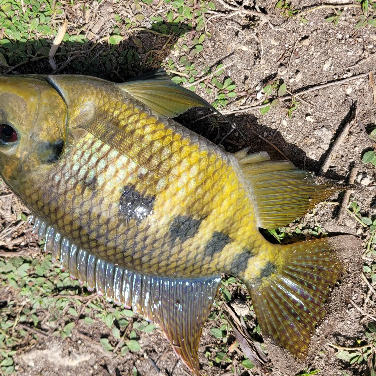 The most recent Spotted tilapia catches on Fishbrain