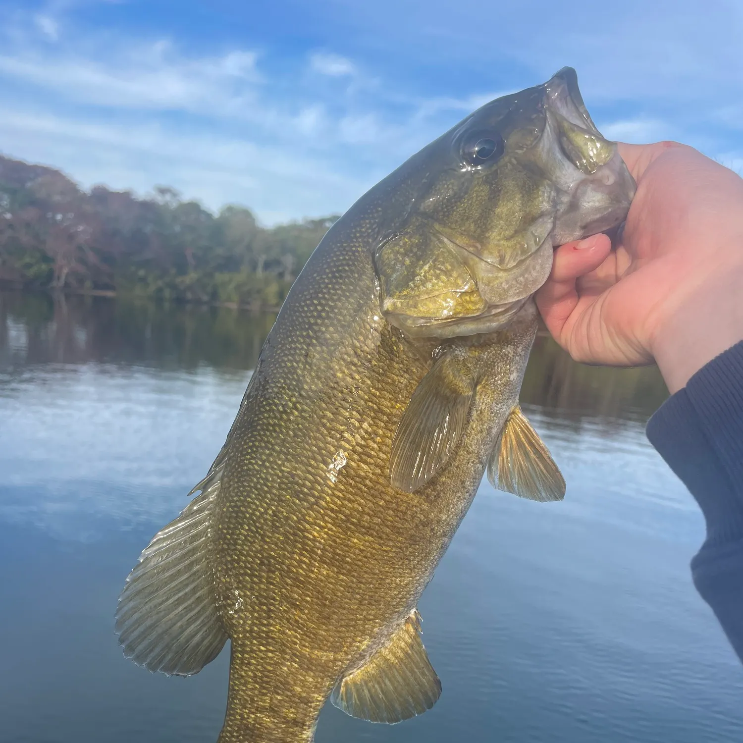 Smallmouth bass caught on Fishbrain