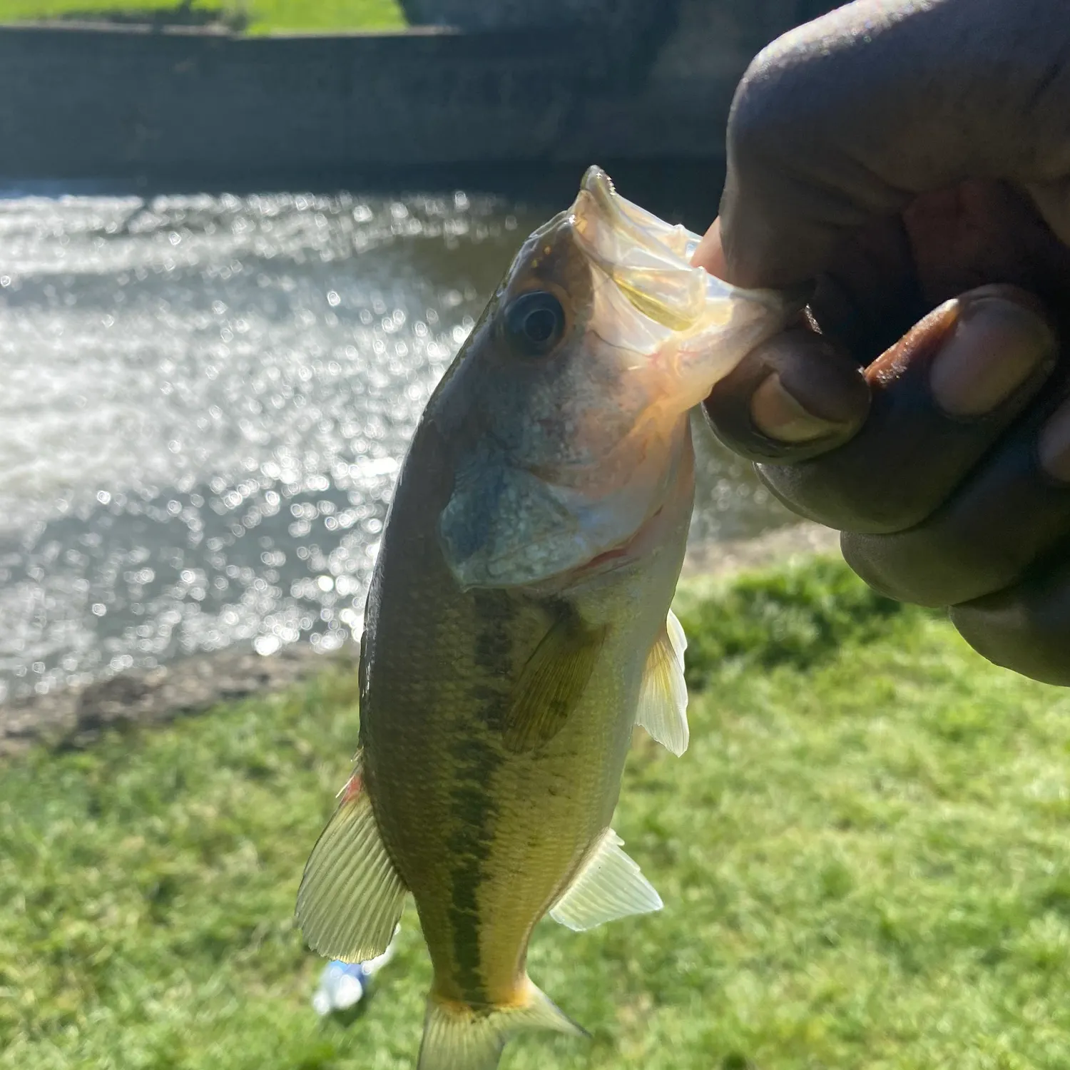Largemouth bass caught on Fishbrain