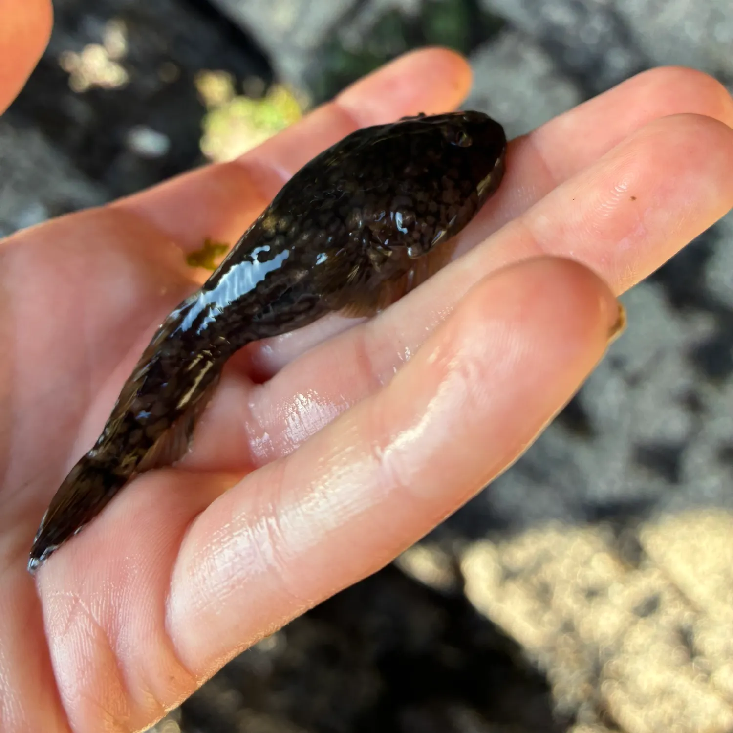 The most recent Northern clingfish catches on Fishbrain