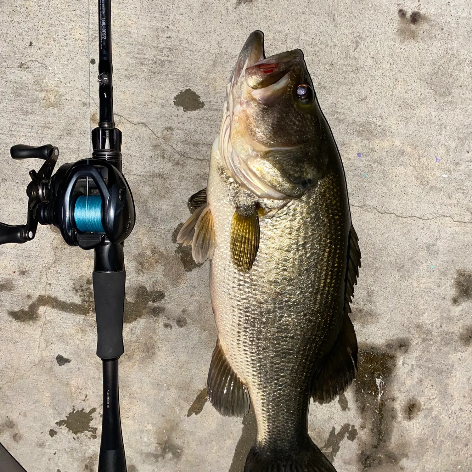 Largemouth bass caught on Fishbrain