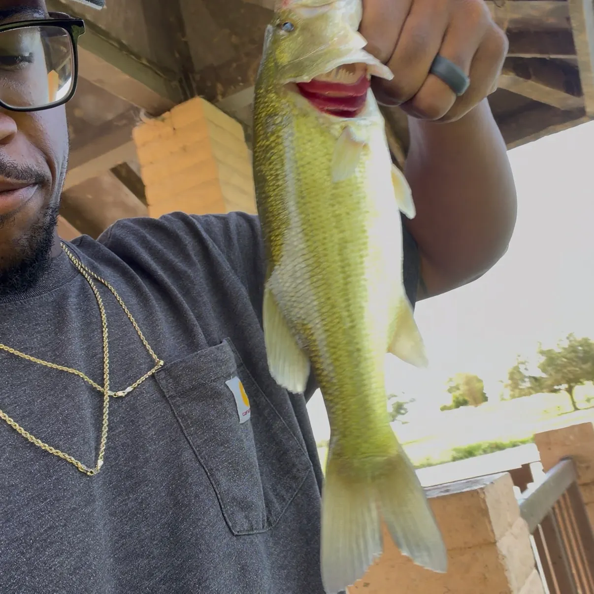 Largemouth bass caught on Fishbrain