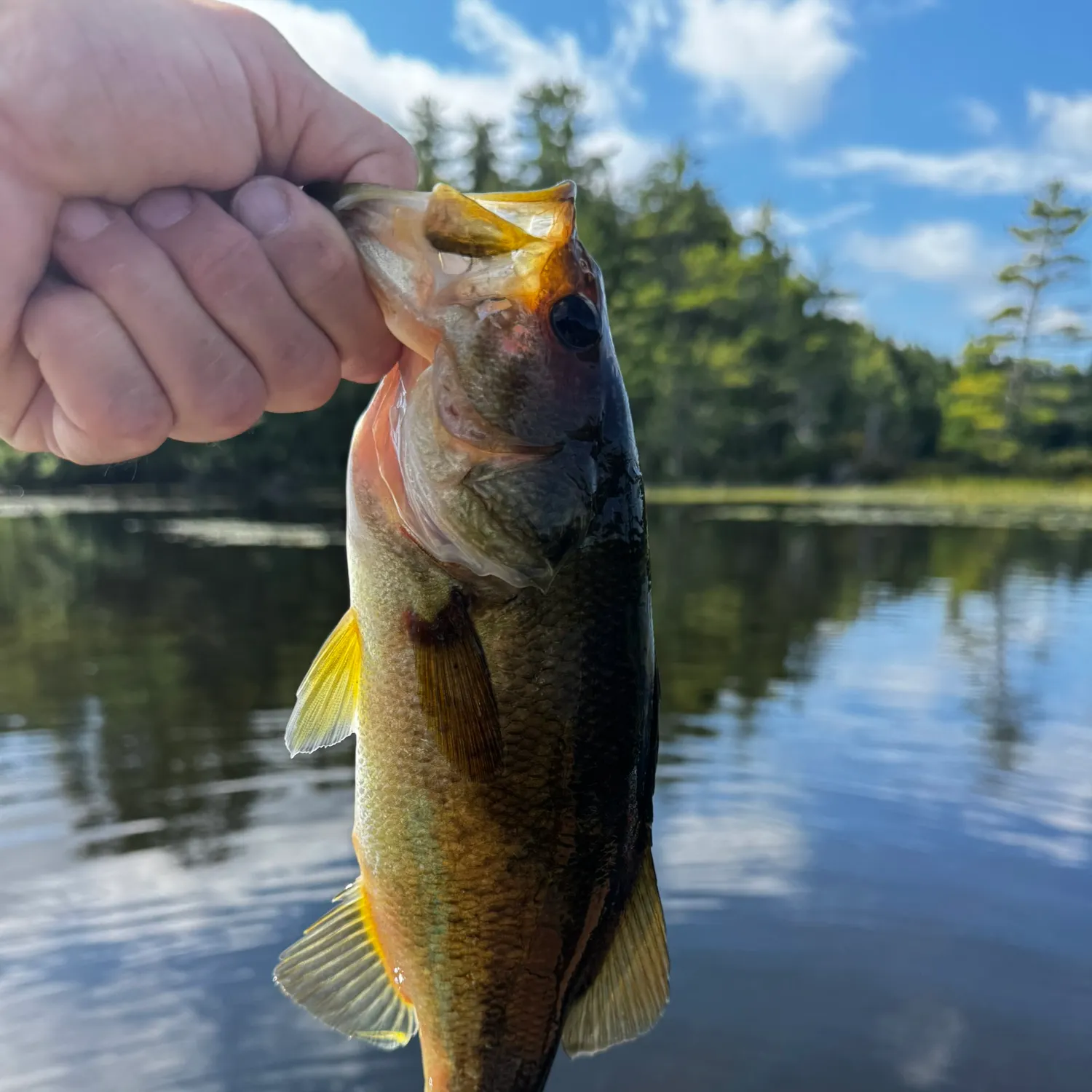 Largemouth bass caught on Fishbrain