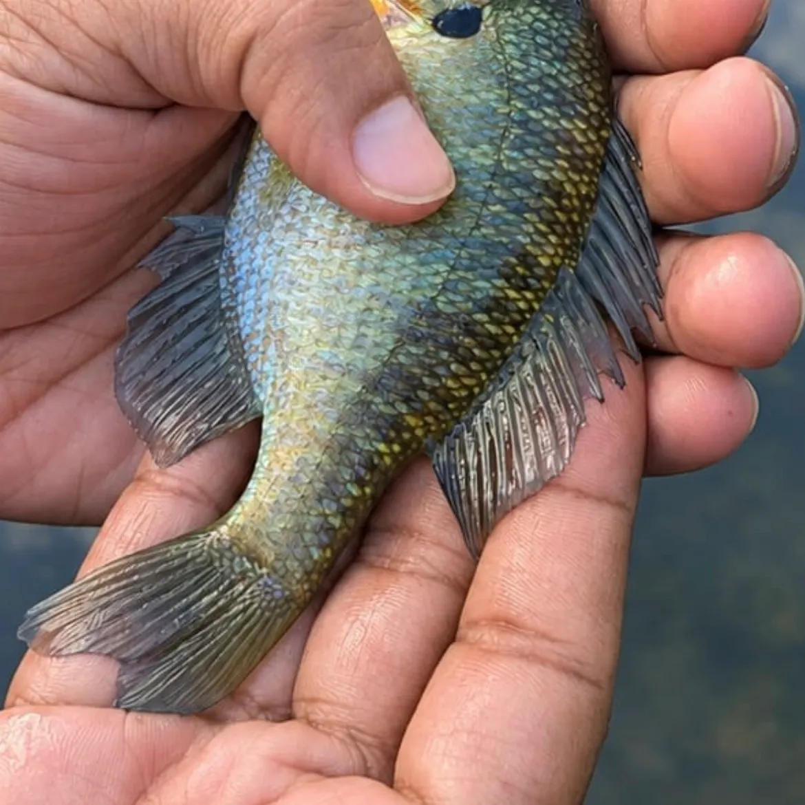 Bluegill caught on Fishbrain