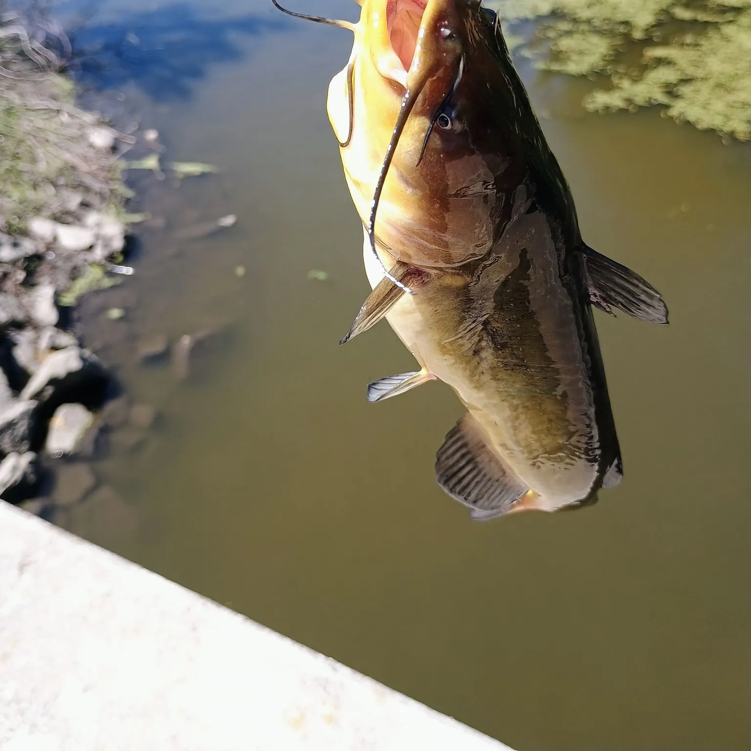 catch
