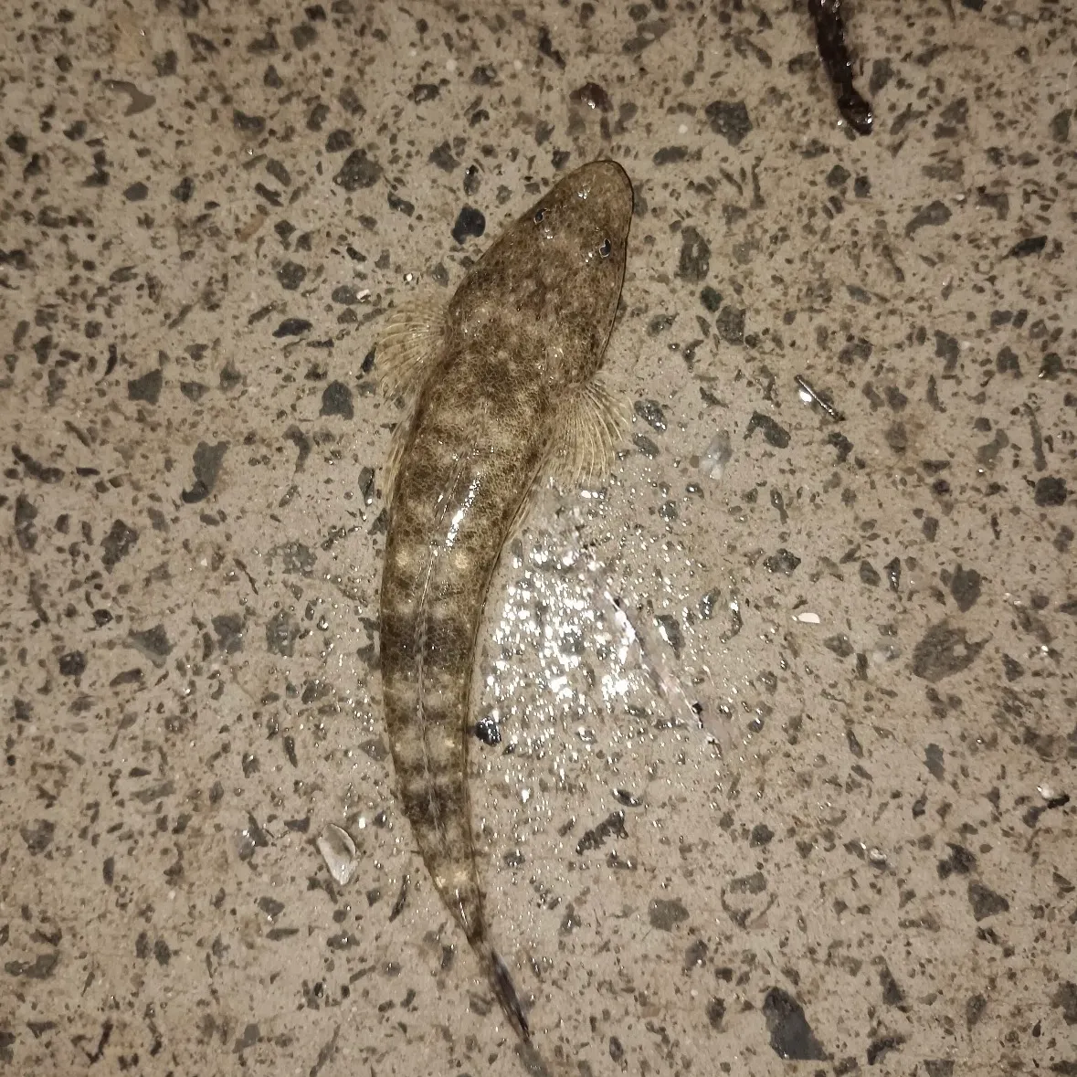 Dusky flathead caught on Fishbrain
