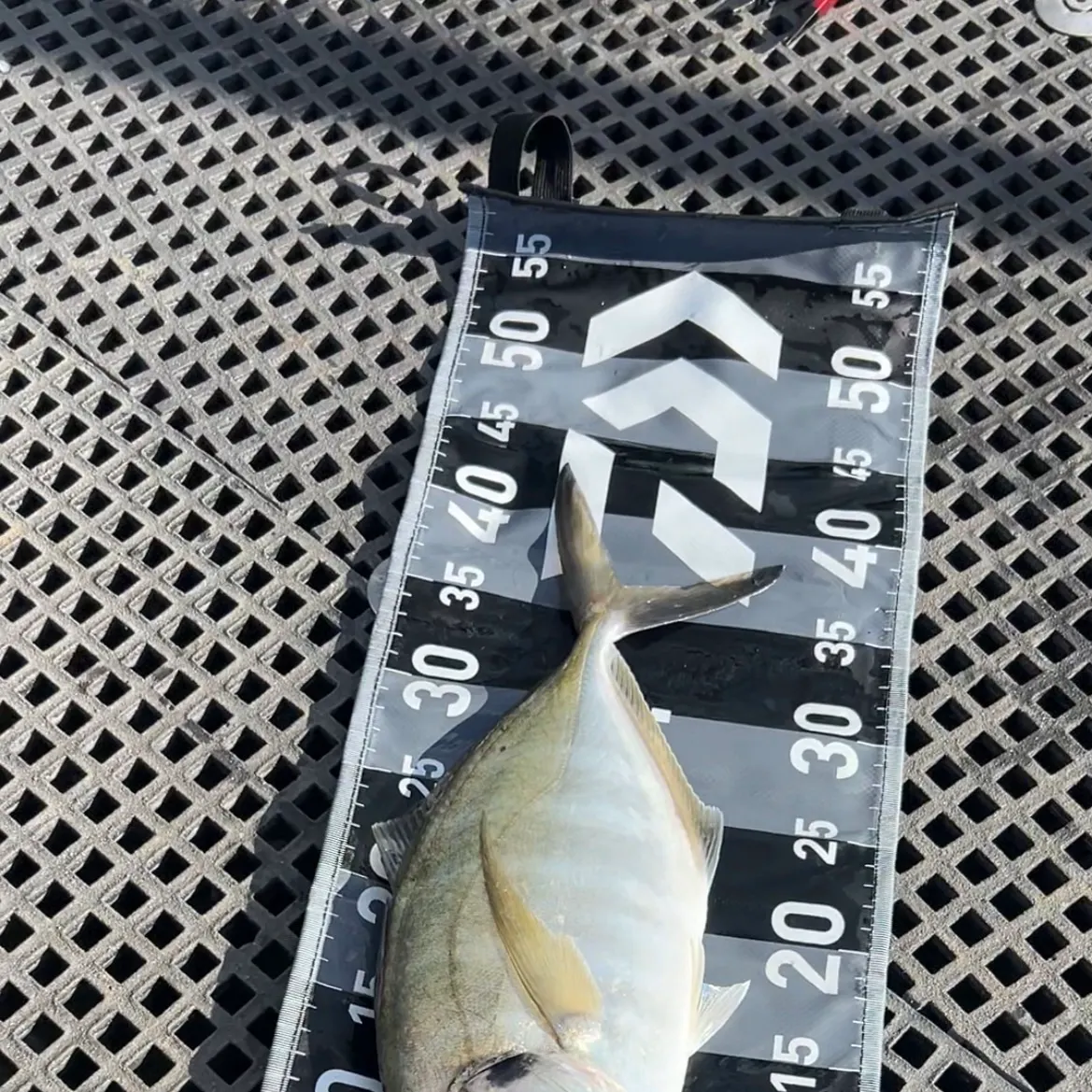 The most recent Silver trevally catches on Fishbrain