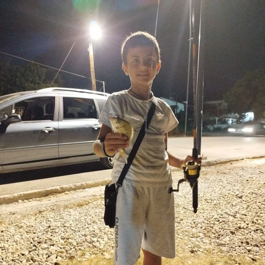 White seabream caught on Fishbrain