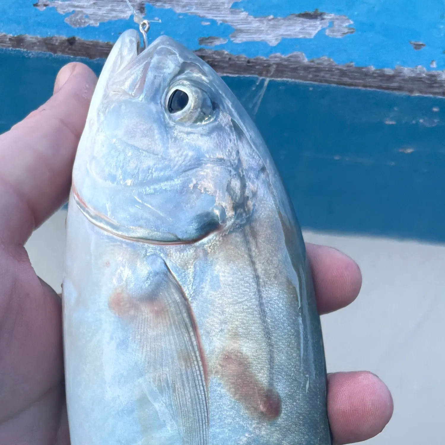 Blue runner caught on Fishbrain