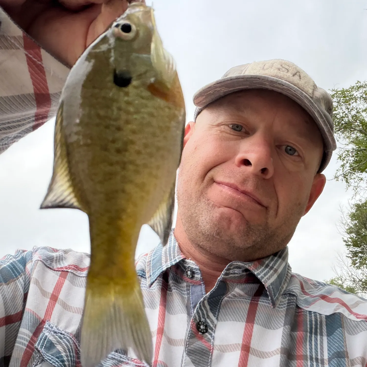 Bluegill caught on Fishbrain
