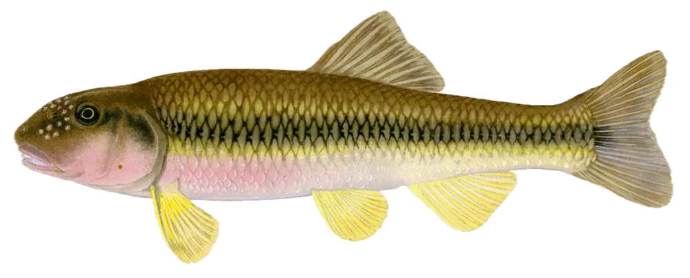 River chub