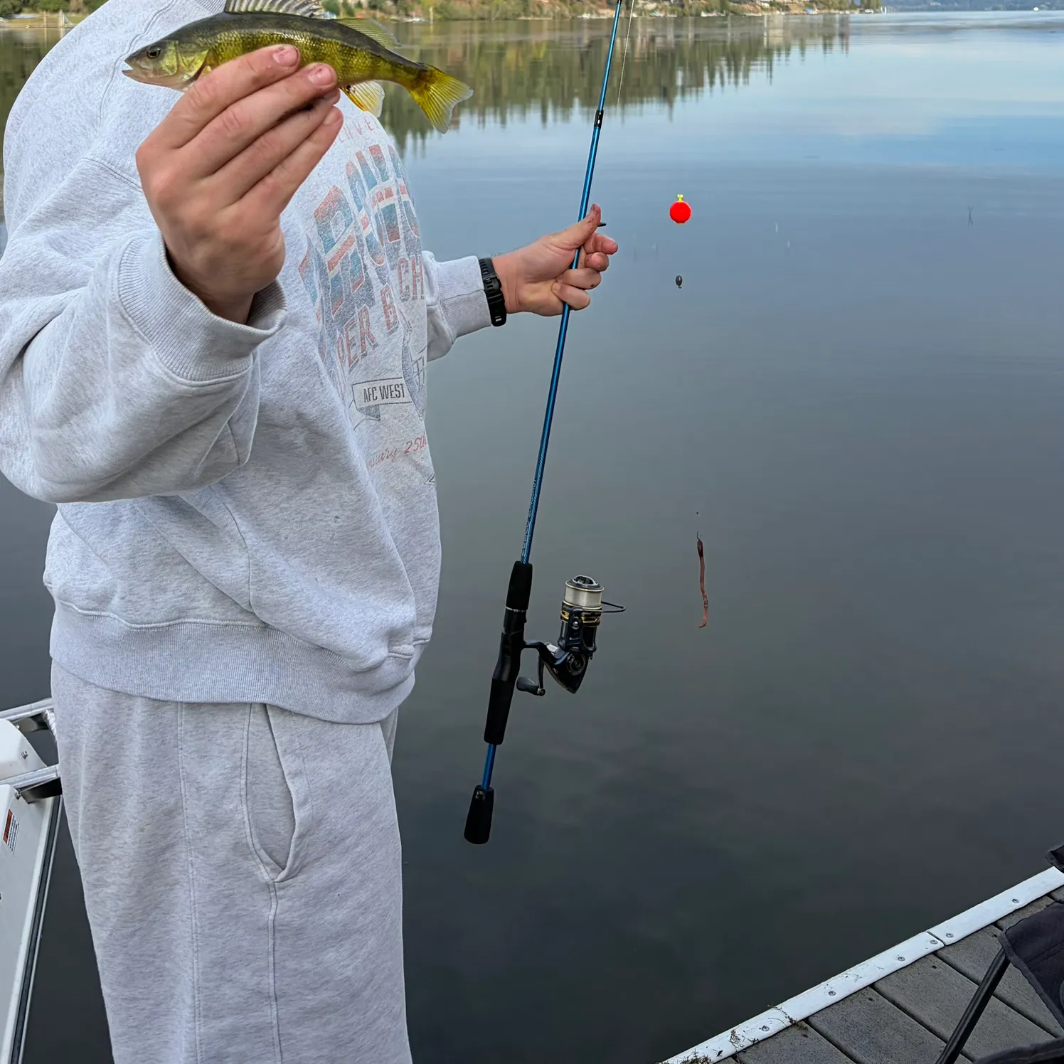 Yellow perch caught on Fishbrain