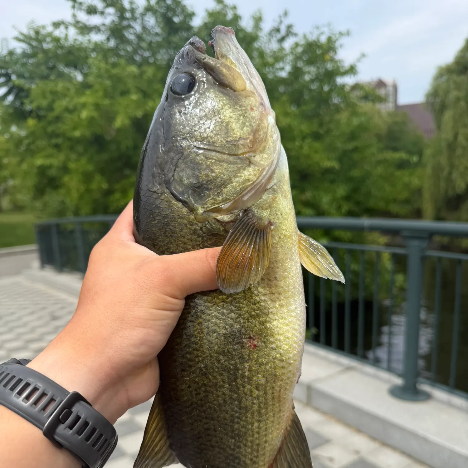 catch