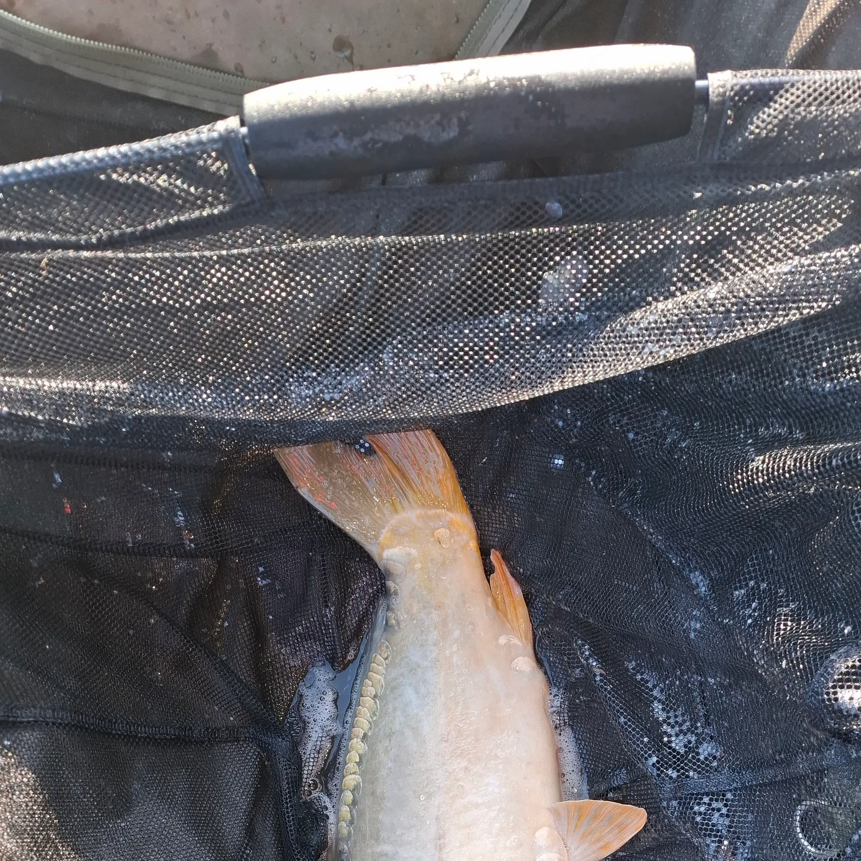 The most recent Leather carp catches on Fishbrain