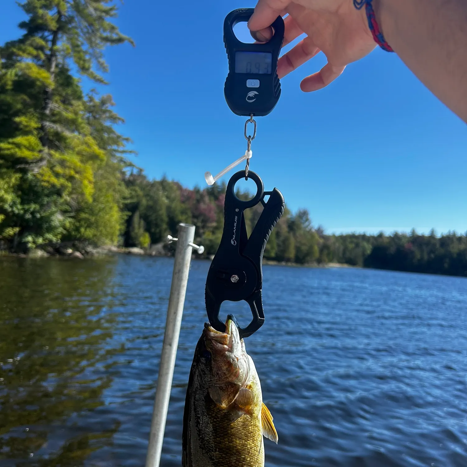 Smallmouth bass caught on Fishbrain
