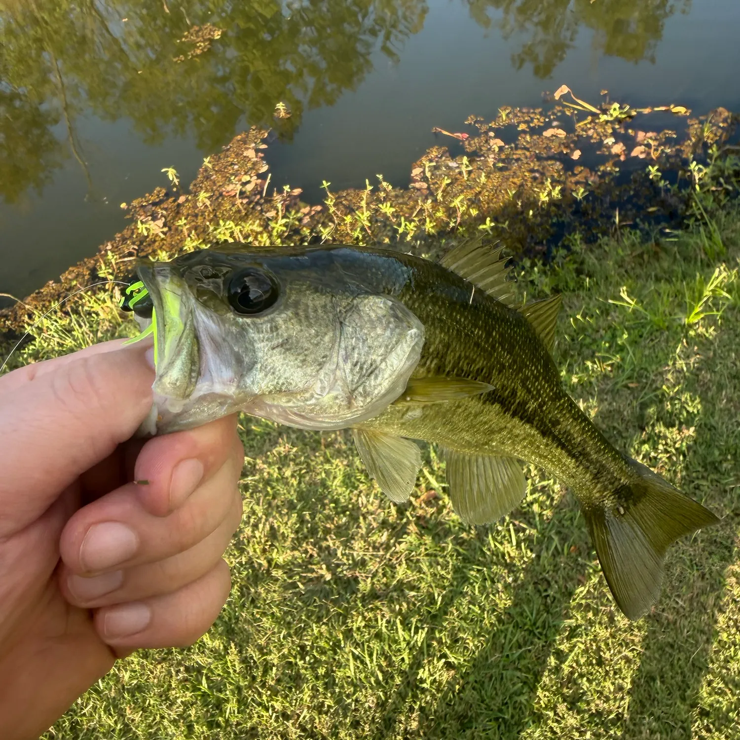 Green sunfish caught on Fishbrain