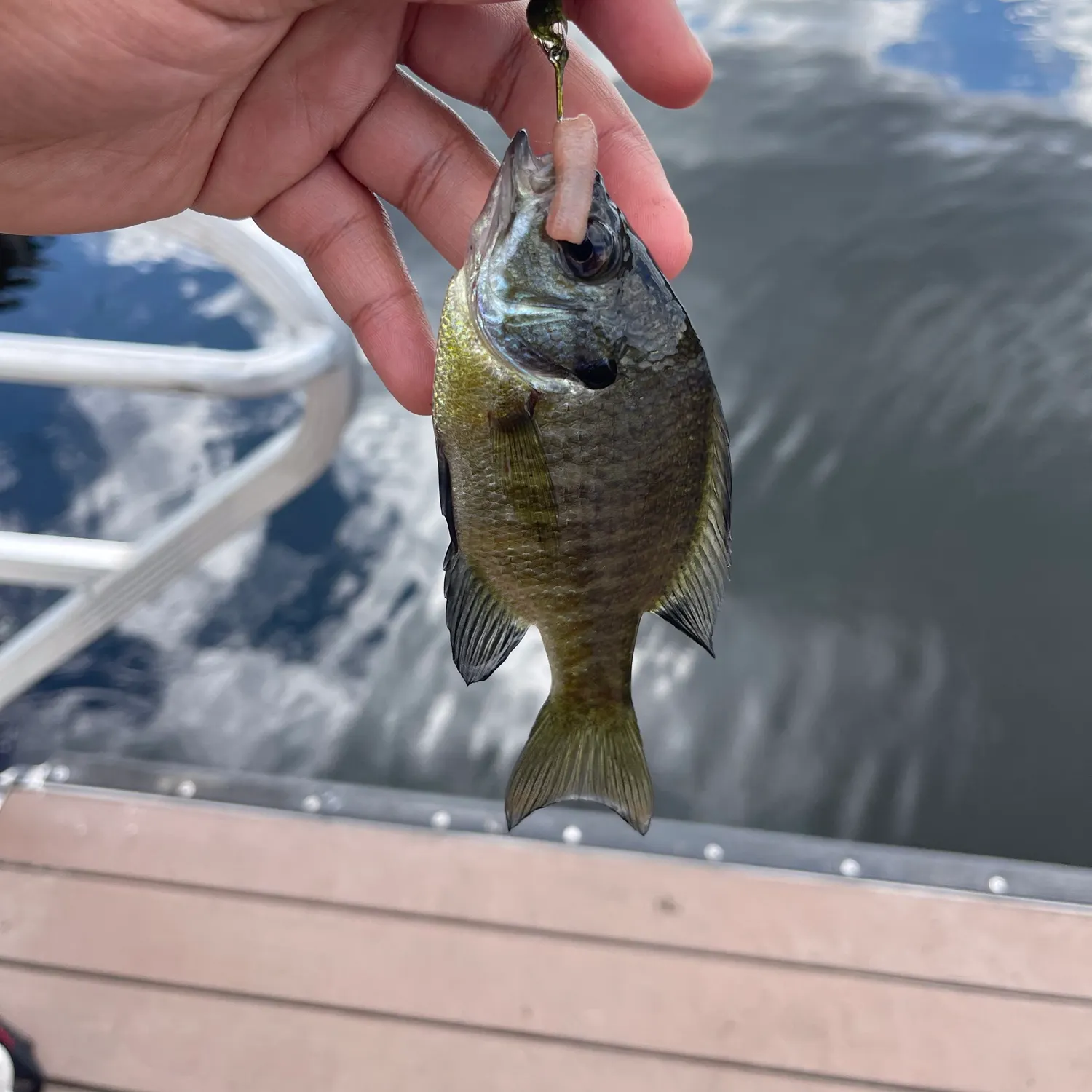 Bluegill caught on Fishbrain