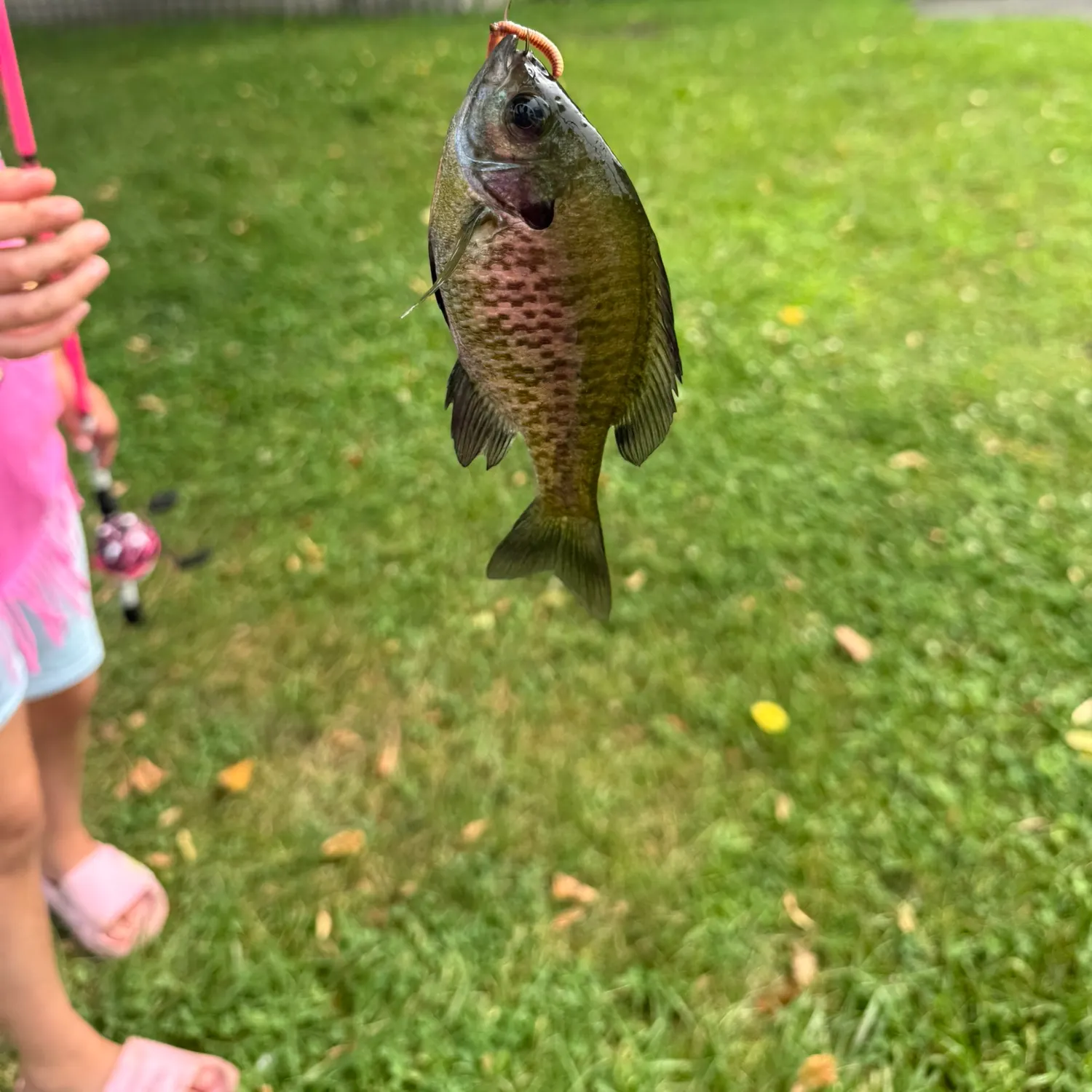 Bluegill caught on Fishbrain