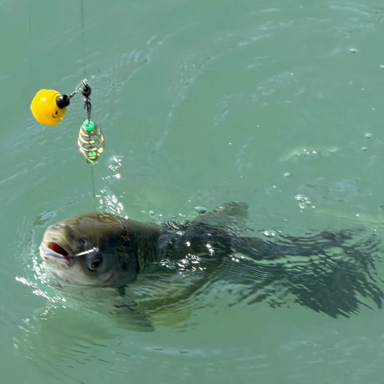 Grass carp caught on Fishbrain