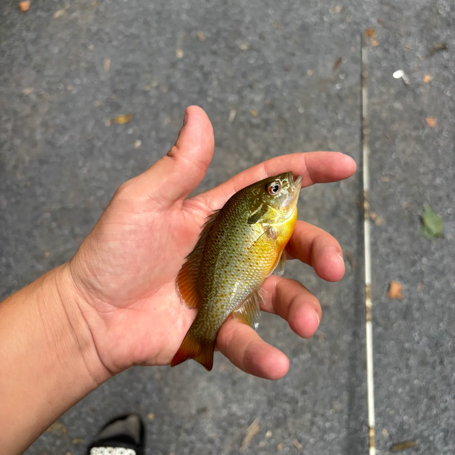 Redbreast sunfish caught on Fishbrain