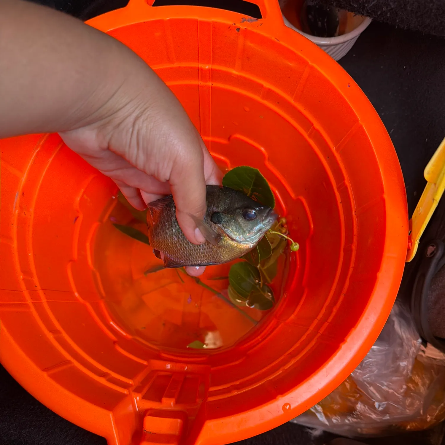 Bluegill caught on Fishbrain